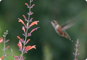 flower seeds for hummingbirds