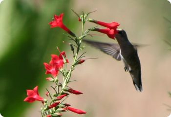 hummingbird flower seeds