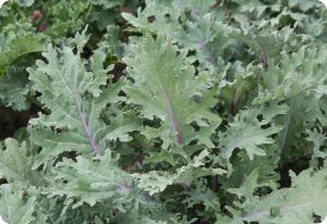 Kale 'Red Russian'