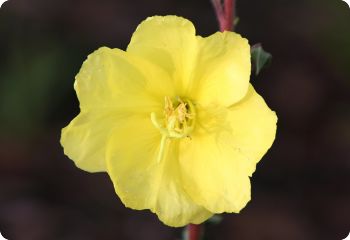 Oenothera odorata 'Lemon Sunset'