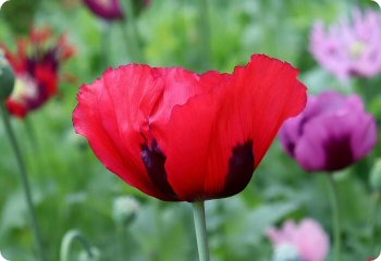 Poppy 'Afghan Mix Reselected'
