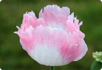 Poppy 'Pink Amphora'