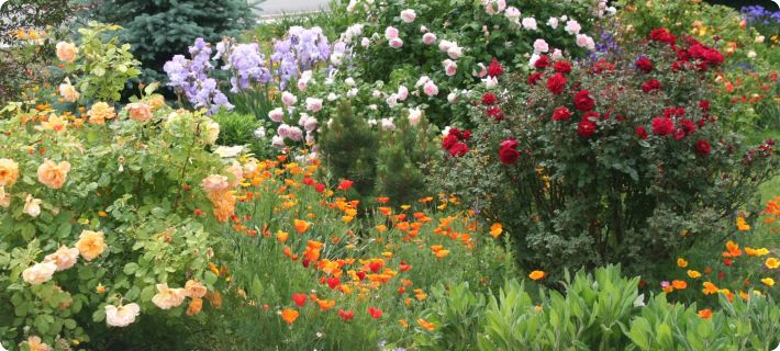 companion plants for roses
