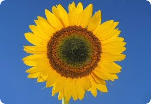 Sunflower 'Taiyo'