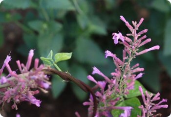 Agastache cana 'Heather Queen'