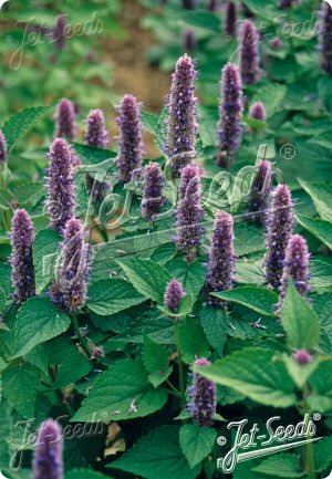 Agastache rugosa