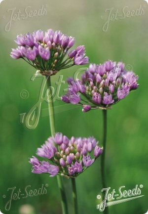 Allium angulosum