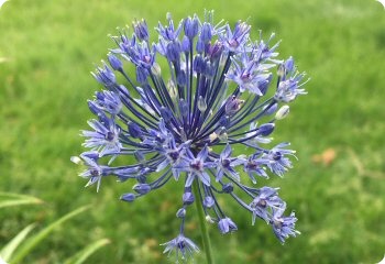 Allium caesium