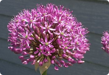 Allium giganteum