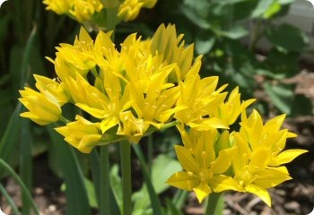 Allium moly