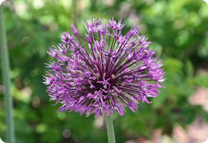 Allium rosenbachianum