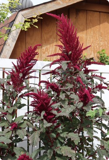 Amaranth 'Elena's Rojo'
