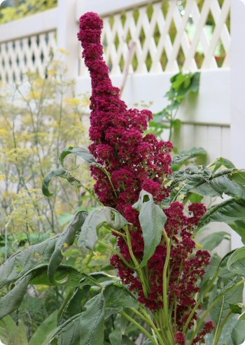 Amaranth 'Elephant Head'