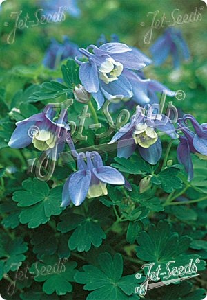 Aquilegia flabellata var pumila 'Selection'