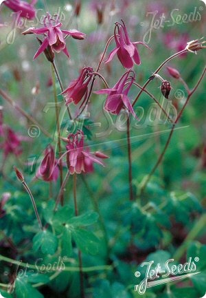Aquilegia rockii