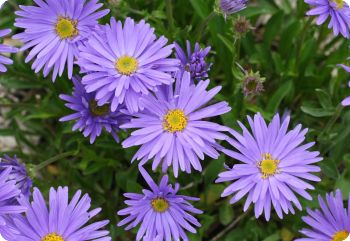 aster seeds