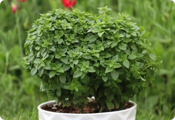 Basil 'Bonsai'