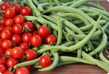 Bean 'Calima'