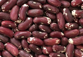 Bean Jacob's Cattle
