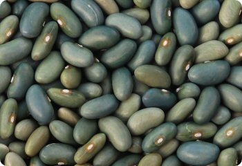 Bean 'Mbombo' seeds