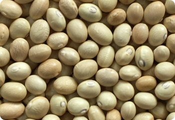 Bean Sulfur
