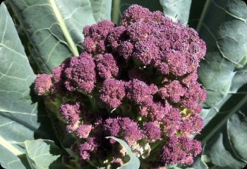 Broccoli 'Early Purple Sprouting'