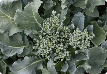 Broccoli 'Green Sprouting Calabrese'