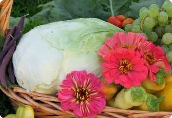 Cabbage 'Late Flat Dutch'