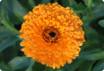 Calendula 'Erfurter'