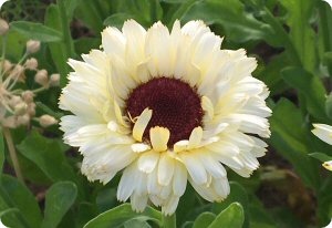 Calendula 'Ivory Princess'