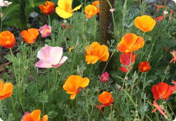 california poppy mission bells