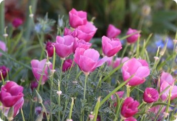 California Poppy 'Purple Gleam'