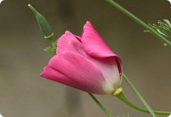 California Poppy Purple Gleam