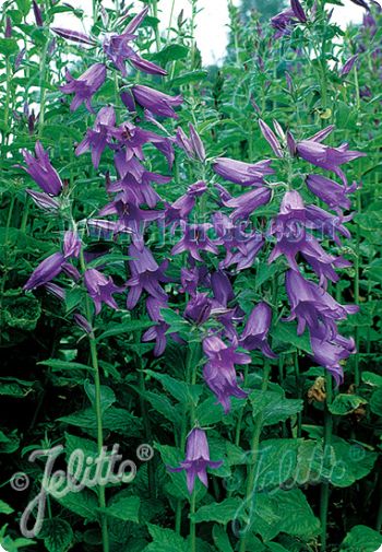 Campanula latifolia var. macrantha 'Amethyst'