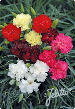 Carnation 'Grenadin Mix'