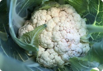 Cauliflower 'Snowball Self-Blanching'