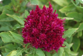 Celosia 'Chinese Wool Flower'