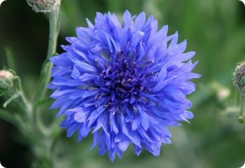 Centaurea 'Blue Diadem'