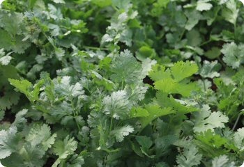 Cilantro 'Rak Tamachat'