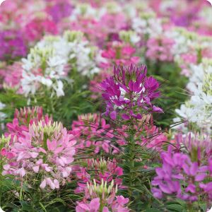 Cleome hassleriana Mixed