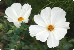 Cosmos 'Dwarf White'