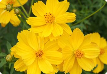 Cosmos 'Ladybird Dwarf Gold'