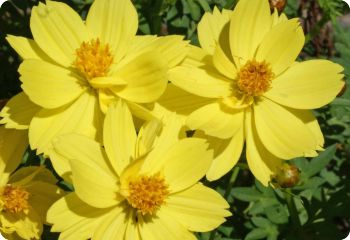 Cosmos 'Ladybird Dwarf Lemon'