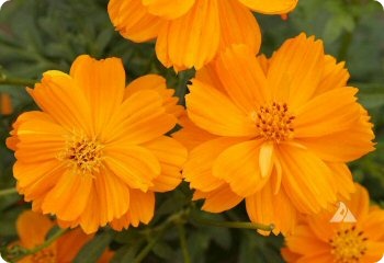 Cosmos 'Ladybird Dwarf Orange'