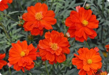 Cosmos 'Ladybird Dwarf Red'