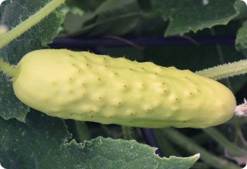 Cucumber 'Silver Slicer'