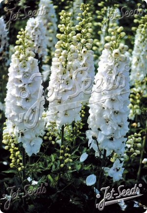Delphinium 'Galahad'