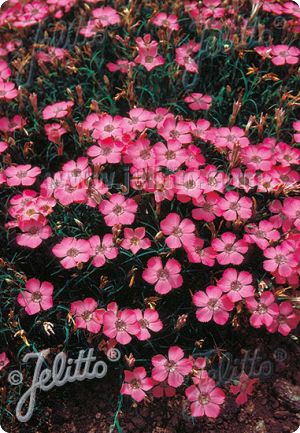 Dianthus pavonius