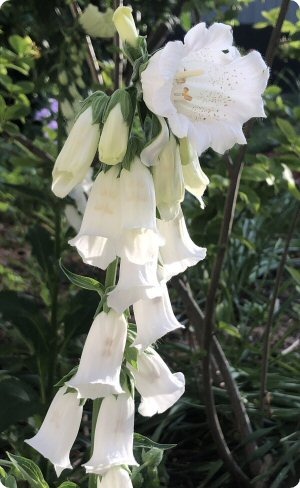 Digitalis 'Monstrosa White'