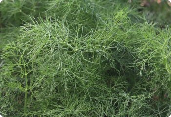 Dill 'Szmaragd'